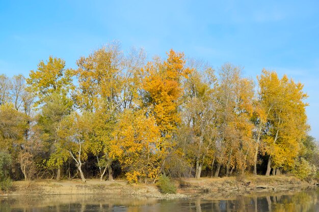 Scenario autunnale della riva del fiume Foglie gialle di pioppi