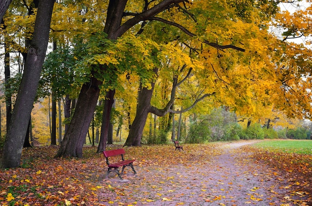 Scenario autunnale nel parco. Alberi di acero con foglie gialle e panchine