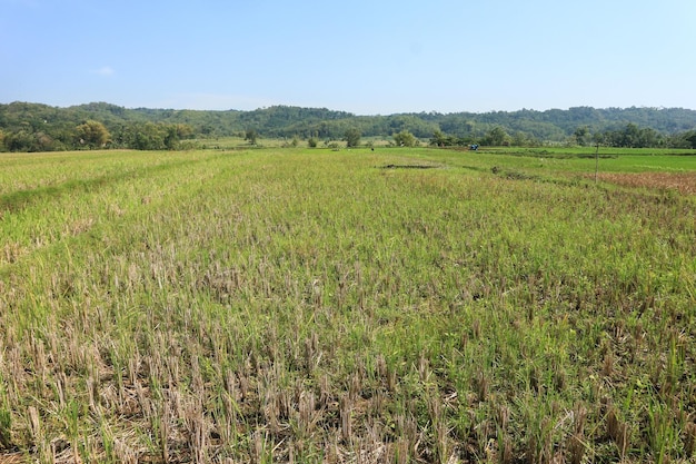 scenario del campo di riso dopo la stagione del raccolto del riso