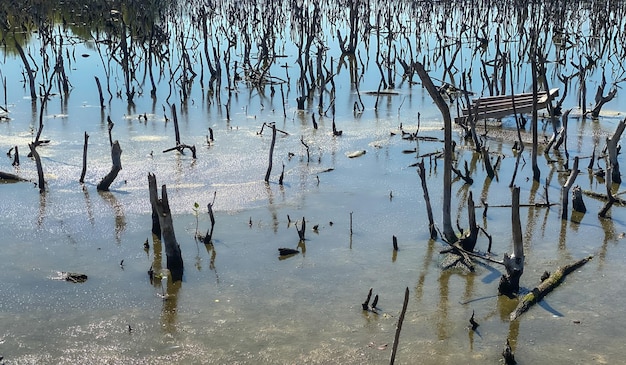 scenario della foresta di mangrovie distrutta, la foresta di mangrovie distrutta è un ecosistema. cura della foresta di mangrovie.
