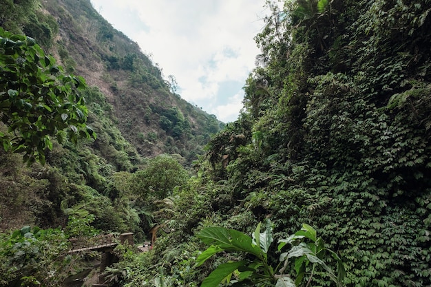 Scenario della foresta pluviale tropicale nel parco nazionale in Indonesia