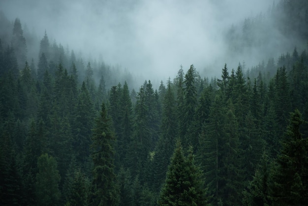 Scenario di conifere in una misteriosa foschia con spazio per il testo. Fitta foresta con nebbia