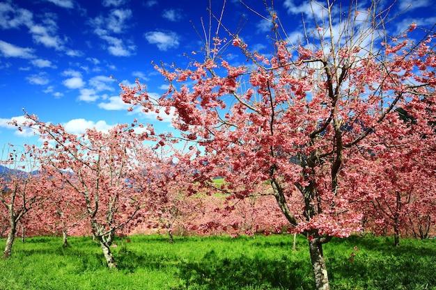 scenario di fioritura Fiori di ciliegio in fiore che crescono nella piantagione con sfondo azzurro del cielo