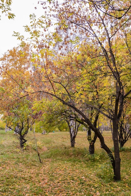 Scenario di foresta autunnale con raggi di luce calda che illuminano il fogliame dorato e un sentiero che conduce alla scena