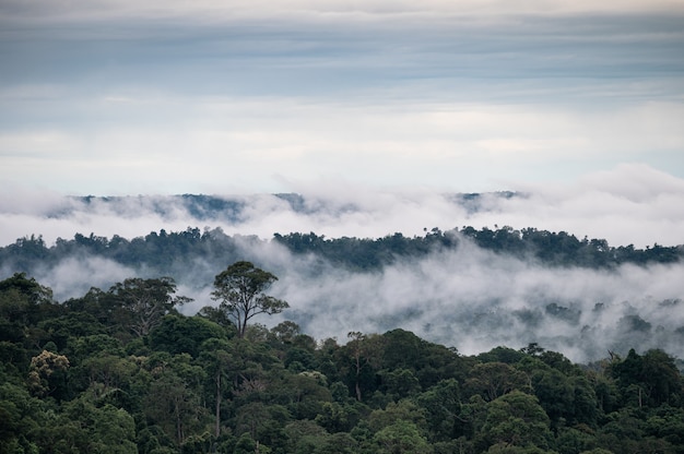 Scenario di montagna nebbiosa in una giornata piovosa al mattino al parco nazionale di Khao Kho