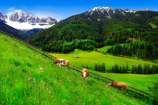 Scenario di montagne dolomitiche, pascoli di erba verde e mucche. Alpi, Italia