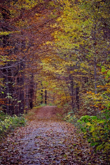 Scenario forestale autunnale con strada di foglie autunnali luce calda che illumina il fogliame d'oro Sentiero in scena foresta autunnale natura Germania