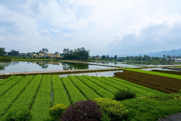 Scenario idilliaco Terrazze di riso nella Cina rurale