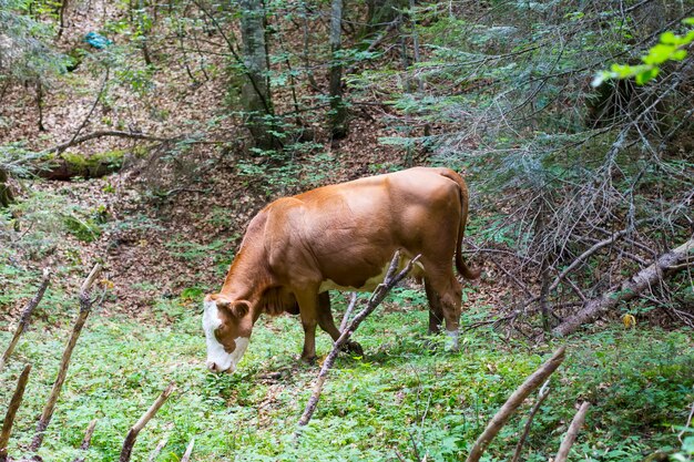 Scenario montano con mucca al pascolo al giorno d&#39;estate