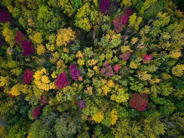 Scenario mozzafiato di una foresta vivace e colorata dall'alto, ripresa da un drone