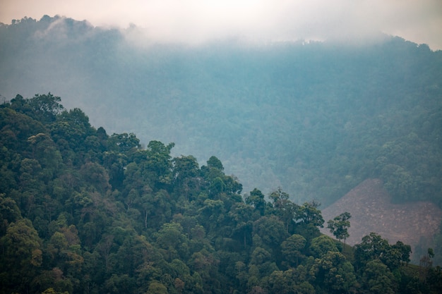 Scenario naturale della foresta tropicale con montagne nel sud-est asiatico