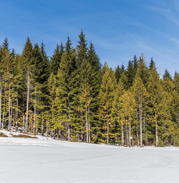 scenario paesaggistico con modalità di sci di fondo modificata nella foresta sempreverde della Columbia Britannica in Canada