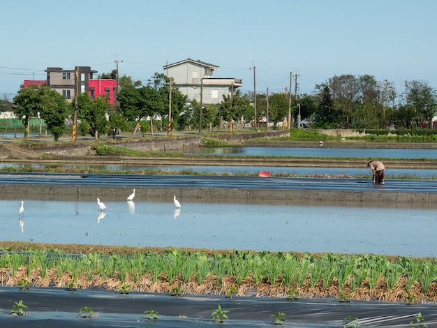 Scenario pastorale di Yilan