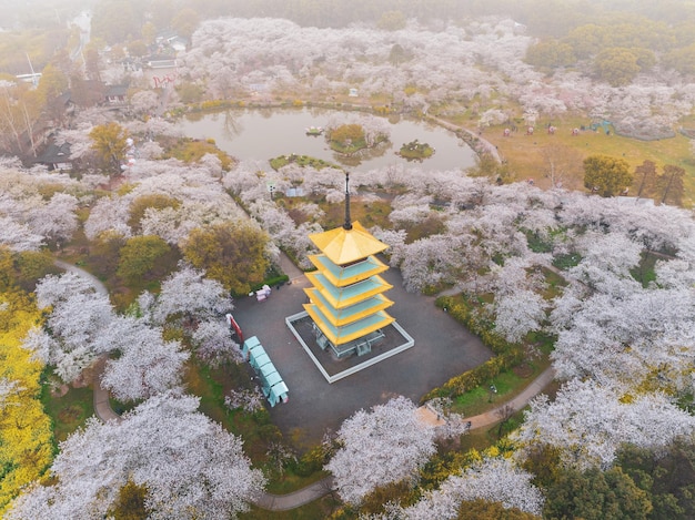 Scenario primaverile del giardino dei fiori di ciliegio del lago orientale a Wuhan Hubei in Cina