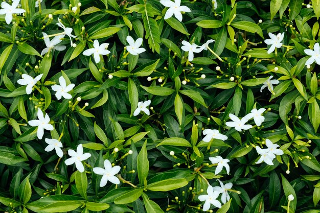 Scenario ravvicinato di fiori di gelsomino bianchi Gardenia crape