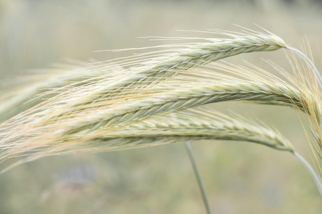 Scenario rurale di spiche in crescita del campo di segale di prato in estate. Agricoltura, produzione di alimenti biologici, vita rurale, raccolto