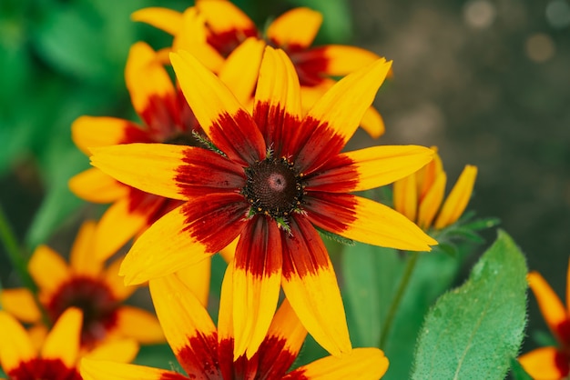 Scenic fioritura rudbeckia fulgida in macro