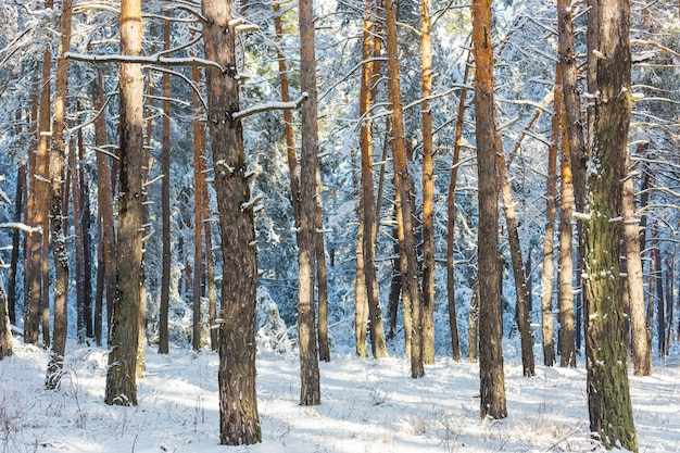 Scenic foresta innevata nella stagione invernale.