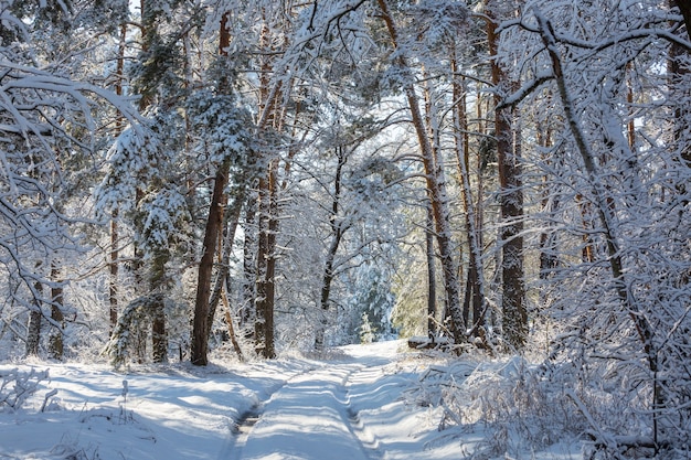 Scenic foresta innevata nella stagione invernale.