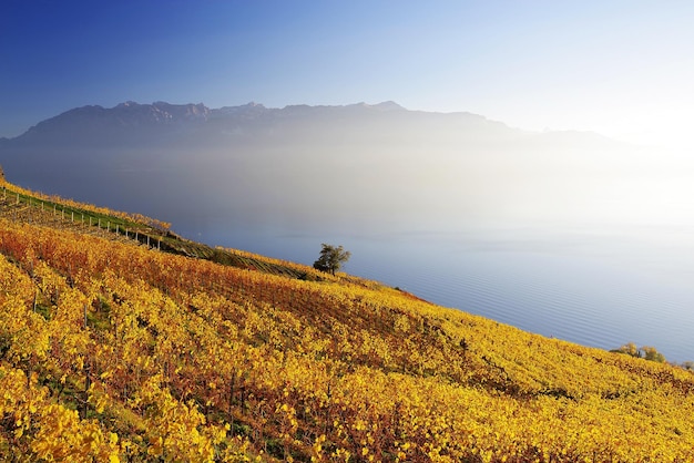 Scenic view of field against lake during foggy weather