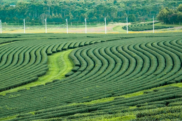 Scenic view of green field against clear sky
