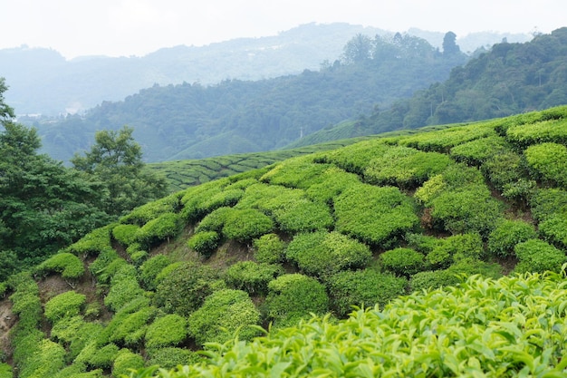 Scenic view of tea plantation during foggy weather