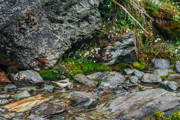 Scenico con chiaro flusso di acqua sorgiva tra muschio denso e vegetazione lussureggiante su pietre. Insenatura della montagna sulle rocce muscose con pianta fresca. Sfondo colorato con ricca flora alpina.