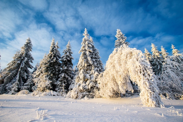 Scenico paesaggio invernale