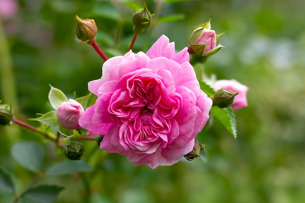 Scheda con una rosa Bella rosa primo piano sfondo sfocato Congratulazioni
