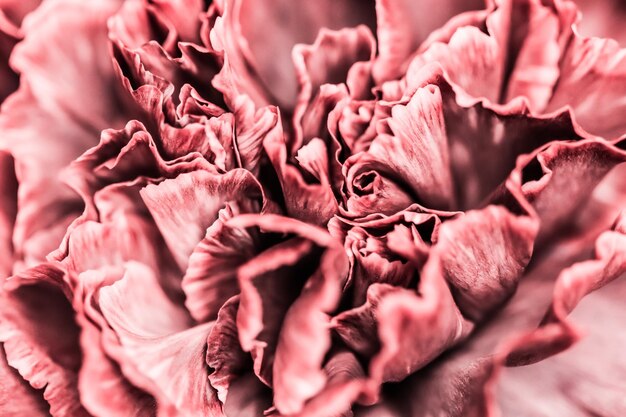 Scheda dell'annata di arte retrò e concetto botanico astratto sfondo floreale rosa fiore di garofano macro...