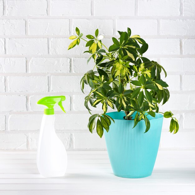 Schefflera del fiore in vaso sul fondo del muro di mattoni bianchi.