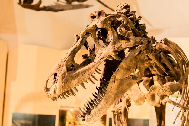 Scheletri di dinosauri ospitati nel museo