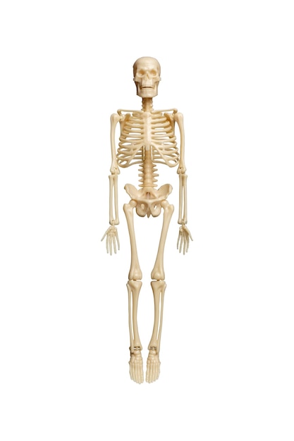 Scheletro anatomico modello isolato su sfondo bianco con tracciato di ritaglio