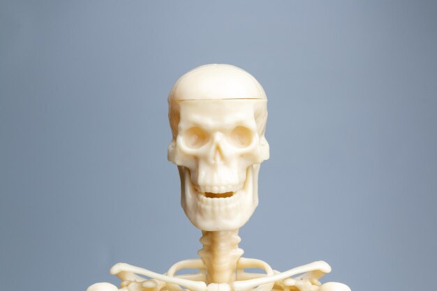 Scheletro anatomico Sistema scheletrico su sfondo grigio
