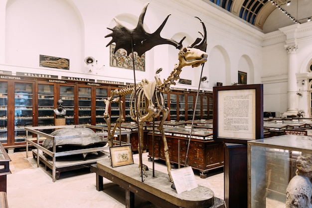 Scheletro di alce antico all&#39;interno del Museo indiano di Calcutta, in India.