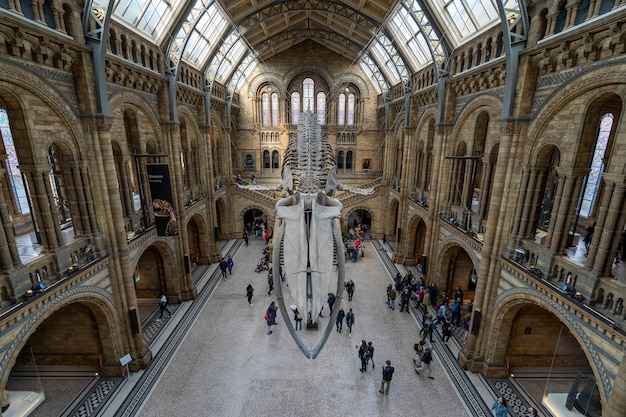 Scheletro di balena blu nella sala principale del Museo di storia naturale di Londra.