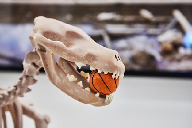 Scheletro di dinosauro seduto su supporto con palla in bocca