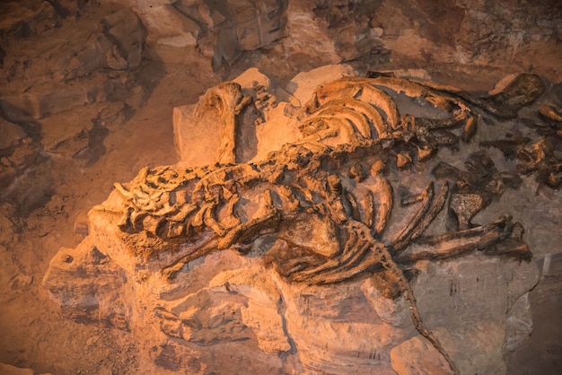 Scheletro di fossili di dinosauro, vecchio fossile di dinosauro in roccia e sabbia