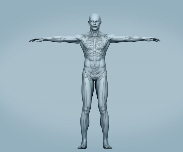 Scheletro digitale corpo grigio con muscoli
