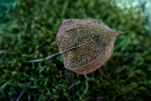 Scheletro secco del fiore di Physalis sul primo piano del muschio