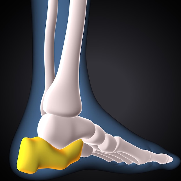 scheletro umano anatomia delle ossa del ginocchio e delle gambe