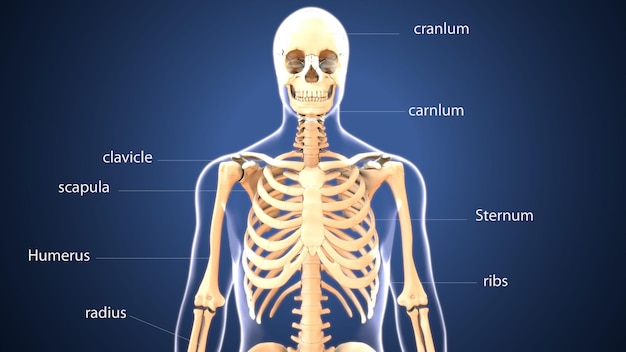 scheletro umano spineribskneefemur e carpi sistema anatomico illustrazione 3D