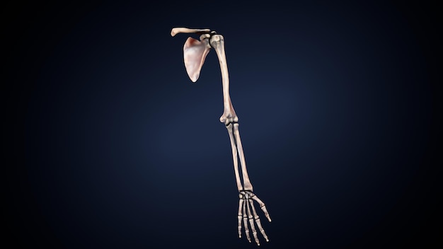 scheletro umano spineribskneefemur e carpi sistema anatomico illustrazione 3D