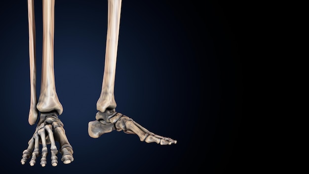 scheletro umano spineribskneefemur e carpi sistema anatomico illustrazione 3D