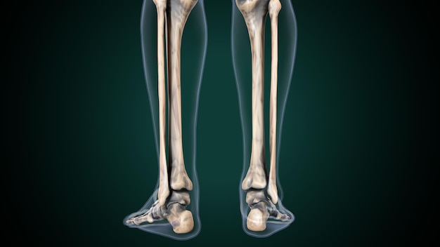 scheletro umano spineribskneefemur e carpi sistema anatomico illustrazione 3D