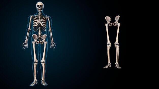 scheletro umano spineribskneefemur e carpi sistema anatomico illustrazione 3D