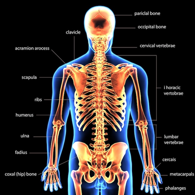 scheletro umano spineribskneefemur e carpi sistema anatomico illustrazione 3D