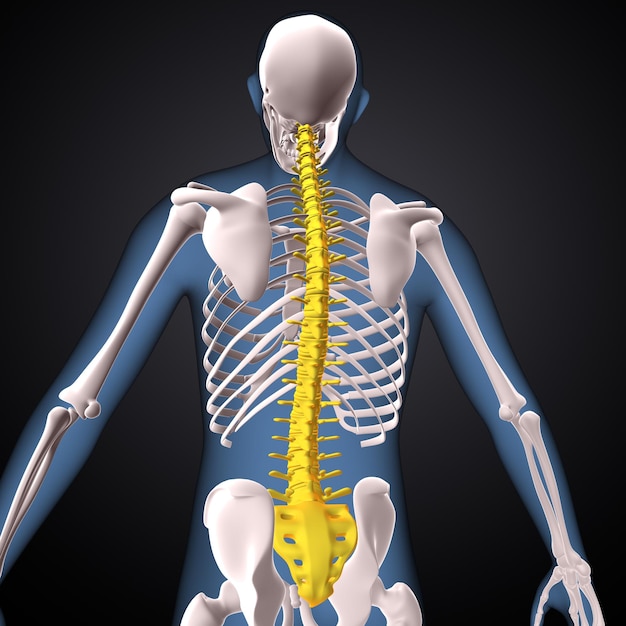 scheletro umano spineribsternum e raggio anatomia rendering 3D