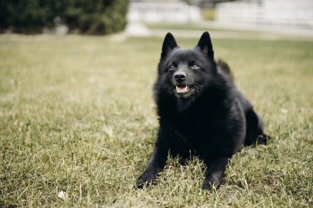 Schipperke cane nero sdraiato sull'erba