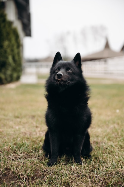 Schipperke cane nero seduto sull'erba